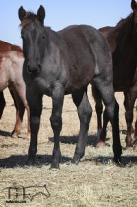 Wyo Mucha Blue's filly - PLENTY MUCHA BLUE MA